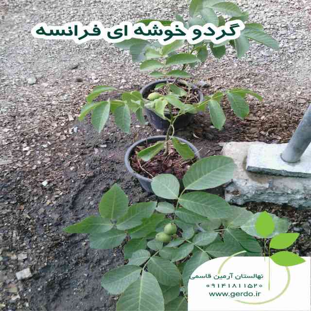 تصاویر نهال گردو خوشه ای فرانسوی - ژنوتیپ برتر