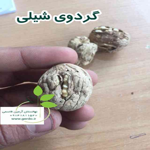 تصاویر نهال گردو شیلی - ژنوتیپ برتر