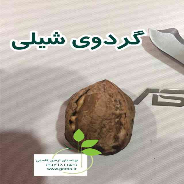 تصاویر نهال گردو شیلی - ژنوتیپ برتر