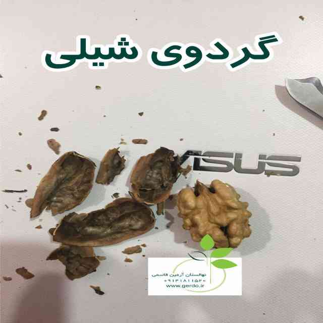 تصاویر نهال گردو شیلی - ژنوتیپ برتر