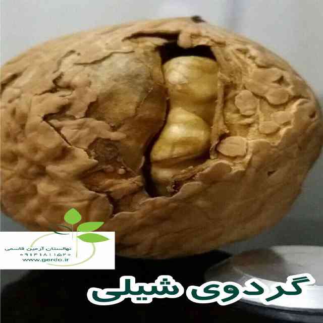 تصاویر نهال گردو شیلی - ژنوتیپ برتر