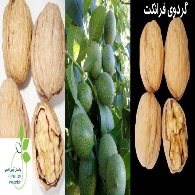 تصاویر نهال گردو فرانکت پیوندی 