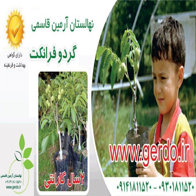 تصاویر نهال گردو فرانکت پیوندی 