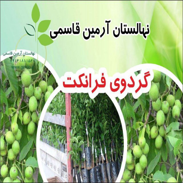 تصاویر نهال گردو فرانکت پیوندی 
