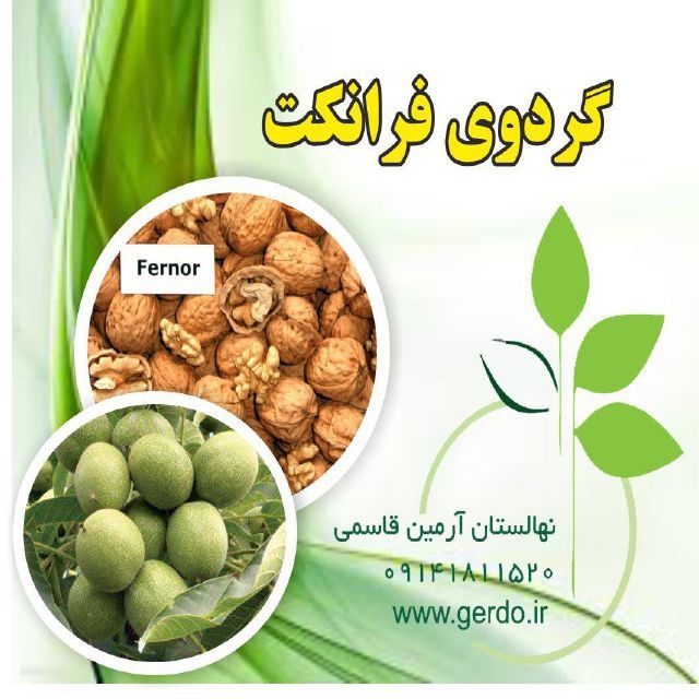 تصاویر نهال گردو فرانکت پیوندی 