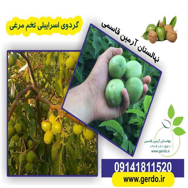 تصاویر نهال گردو اسرائیلی تخم مرغی - ژنوتیپ برتر