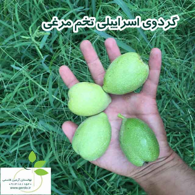 تصاویر نهال گردو اسرائیلی تخم مرغی - ژنوتیپ برتر