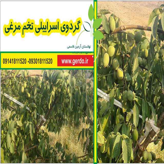 تصاویر نهال گردو اسرائیلی تخم مرغی - ژنوتیپ برتر
