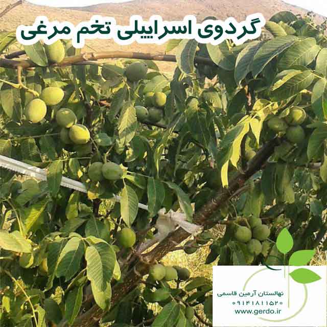 تصاویر نهال گردو اسرائیلی تخم مرغی - ژنوتیپ برتر