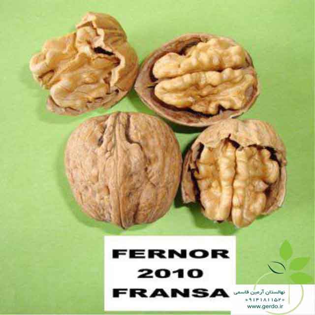 تصاویر نهال گردو فرنور پیوندی 