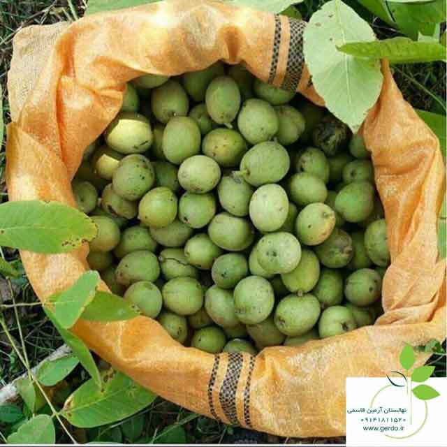 تصاویر نهال گردو فرنور پیوندی 