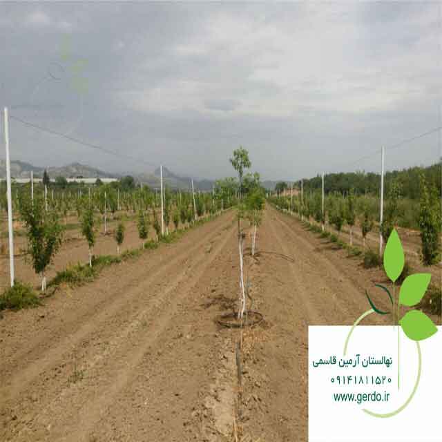 تصاویر نهال گردو فرنور پیوندی 