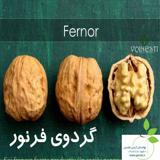 تصاویر نهال گردو فرنور پیوندی 
