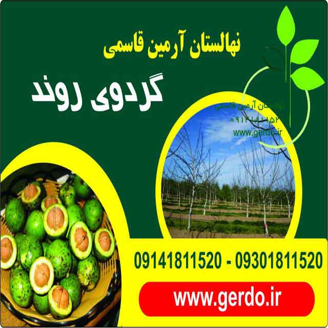 تصاویر نهال گردو روند پیوندی