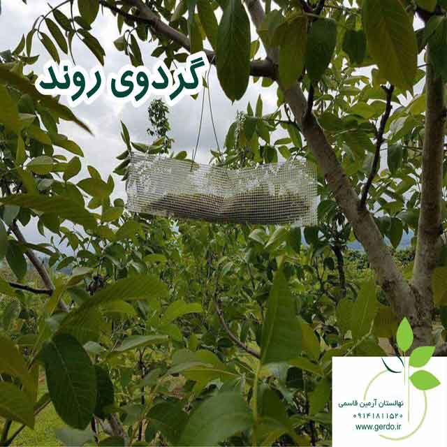 تصاویر نهال گردو روند پیوندی