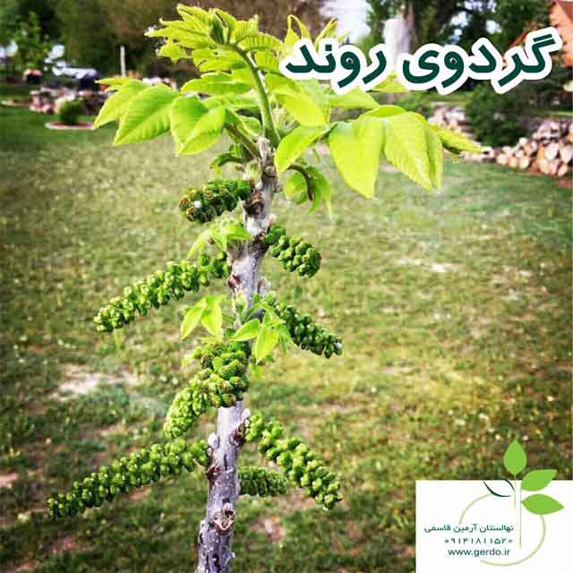 تصاویر نهال گردو روند پیوندی