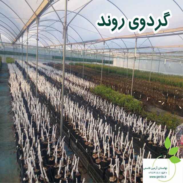 تصاویر نهال گردو روند پیوندی