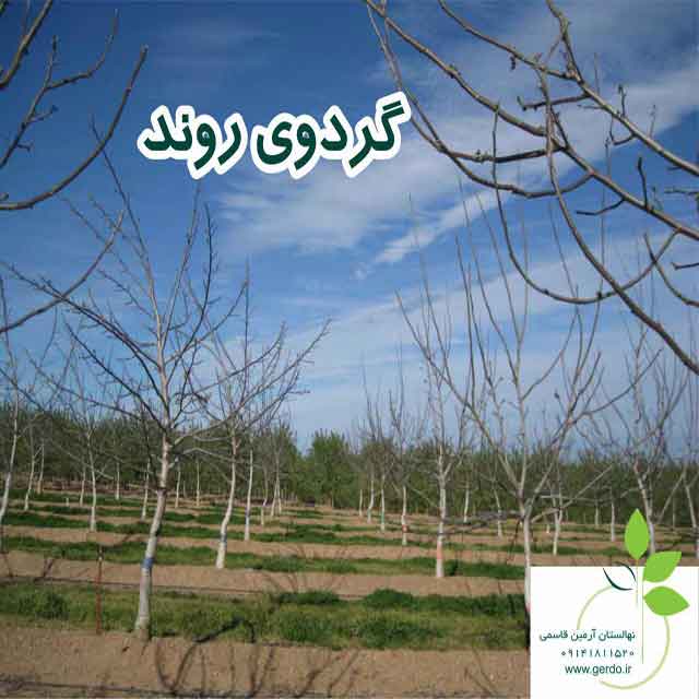 تصاویر نهال گردو روند پیوندی