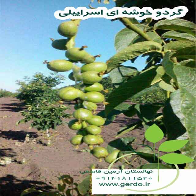 تصاویر نهال گردو خوشه ای اسراییلی - ژنوتیپ برتر 