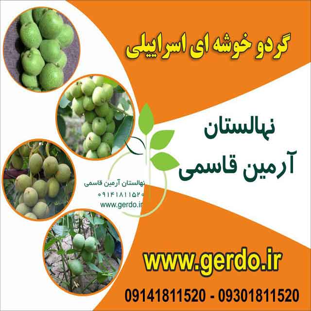 تصاویر نهال گردو خوشه ای اسراییلی - ژنوتیپ برتر 
