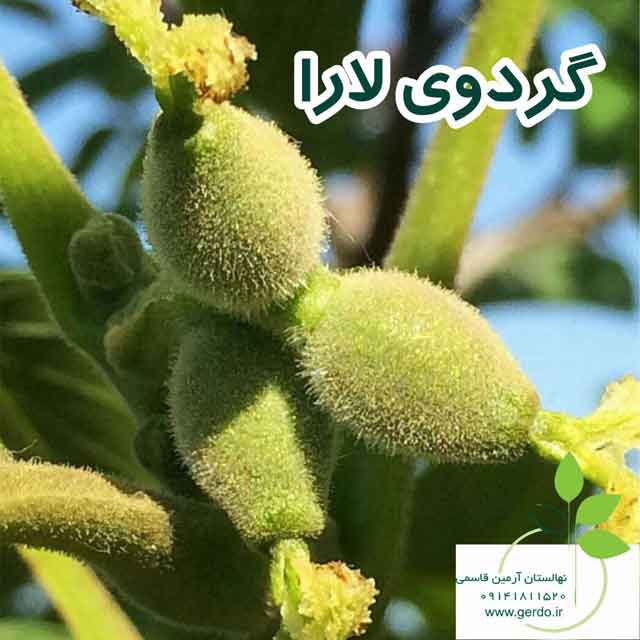 تصاویر نهال گردو لارا پیوندی 
