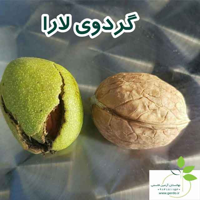 تصاویر نهال گردو لارا پیوندی 