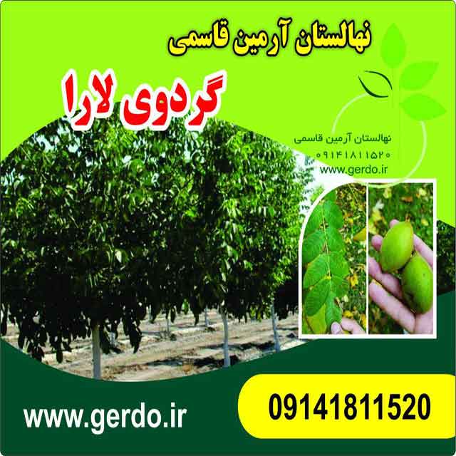 تصاویر نهال گردو لارا پیوندی 