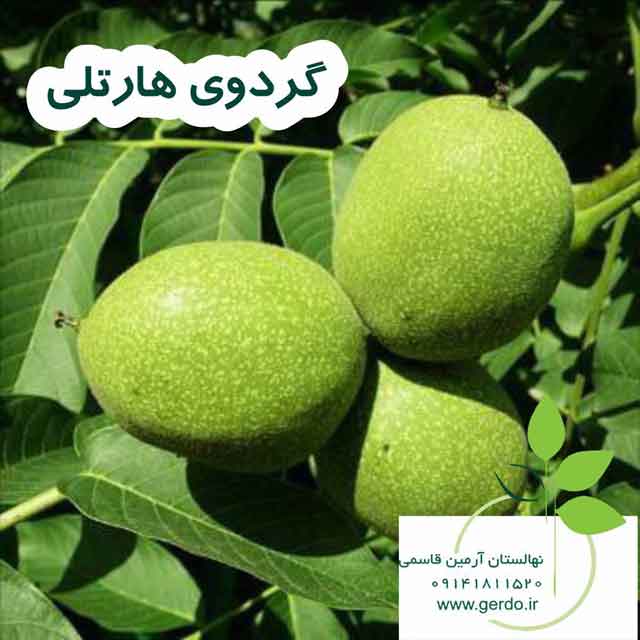 تصاویر نهال گردو هارتلی پیوندی 