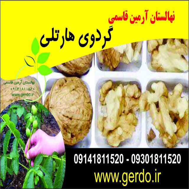 تصاویر نهال گردو هارتلی پیوندی 