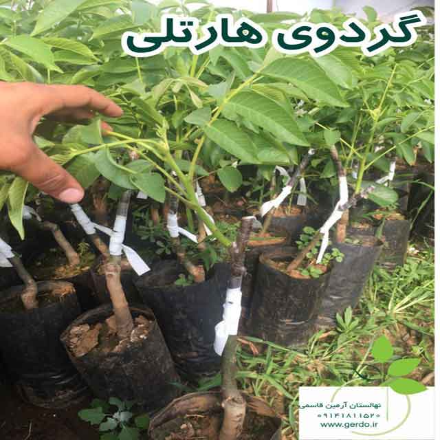 تصاویر نهال گردو هارتلی پیوندی 