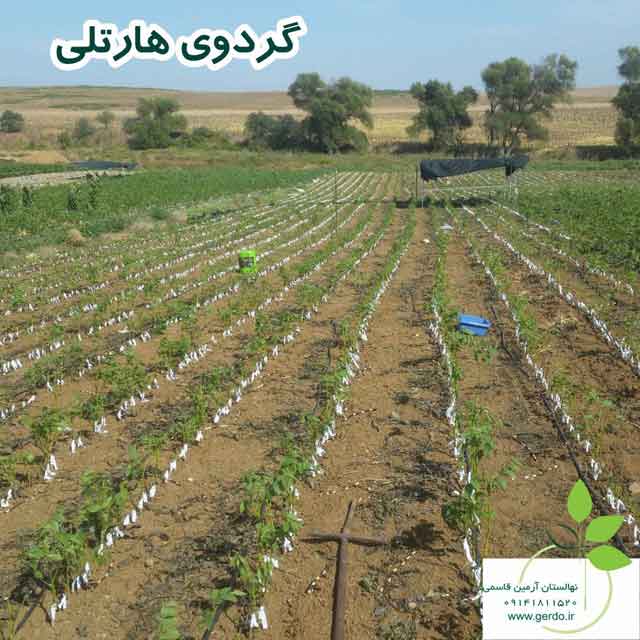 تصاویر نهال گردو هارتلی پیوندی 
