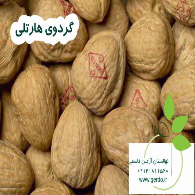 تصاویر نهال گردو هارتلی پیوندی 