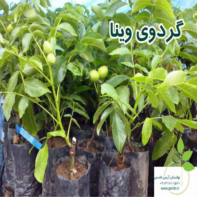 تصاویر نهال گردو وینا پیوندی 