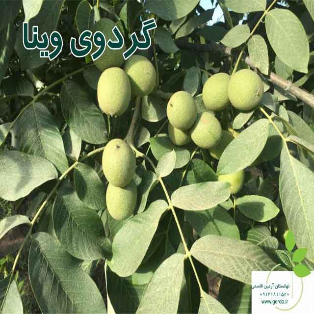 تصاویر نهال گردو وینا پیوندی 