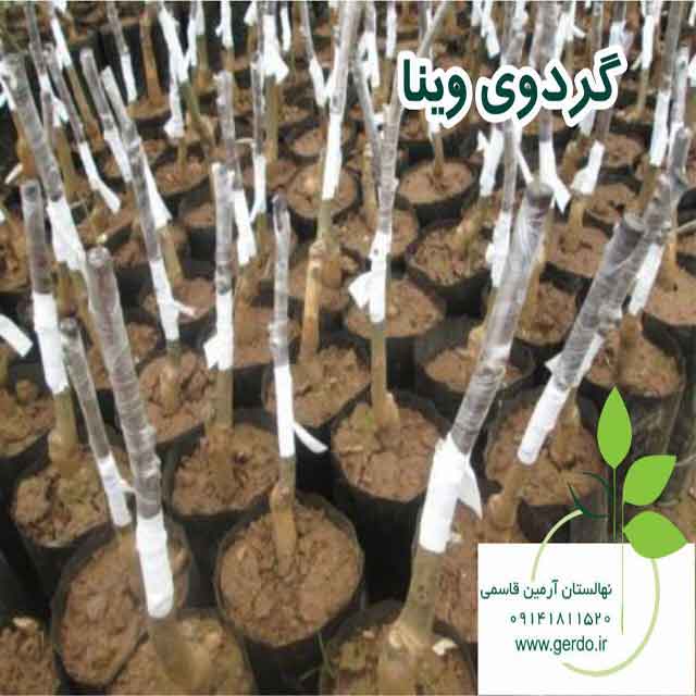 تصاویر نهال گردو وینا پیوندی 
