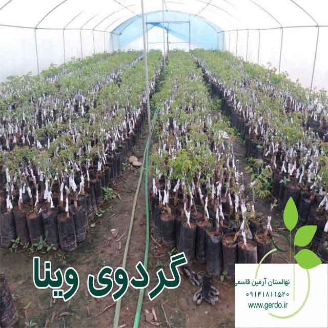 تصاویر نهال گردو وینا پیوندی 