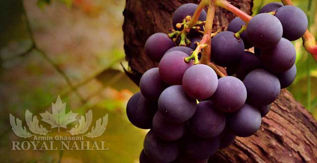 نهال انگور ايتاليا(عطردار)