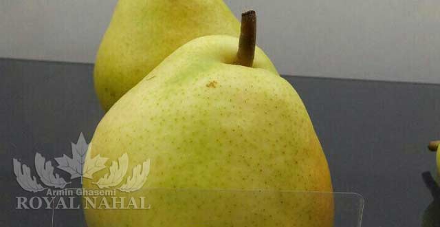 نهال گلابي دوچي