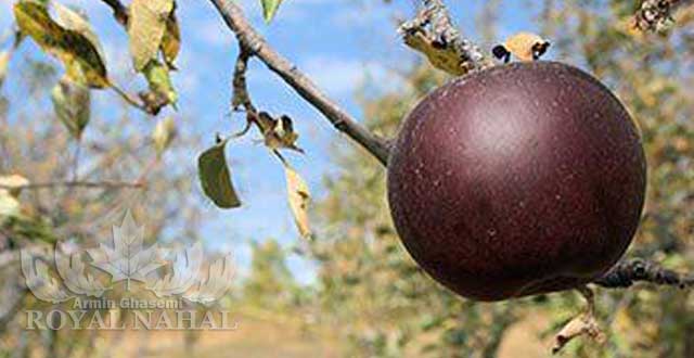 نهال سيب عرب گيزي(دختر عرب)