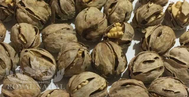 نهال گردو شيلي(پوست نازك)