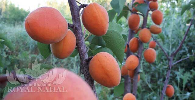 نهال زردالو پرتغالي