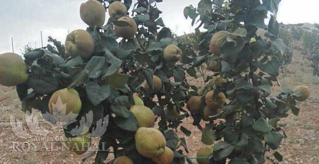 نهال به اصفهان(اصلاح شده)