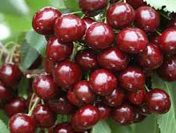 نهال آلبالو مجارستانی دیررس