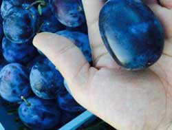 نهال آلو بخارا (خرمایی)