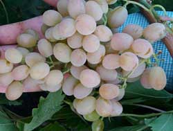 نهال انگور احمدی