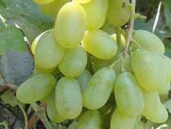 نهال انگور لعل حسینی 