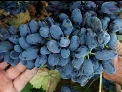 نهال انگورفرانسوی