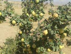 نهال به شاهرود