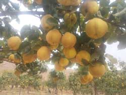 نهال به ترش آذربایجان