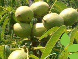 نهال گردو سانلند پیوندی 